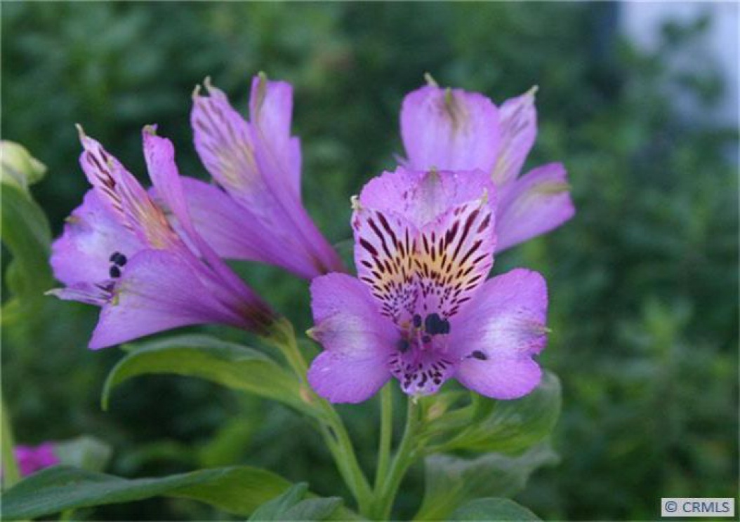 16222 Red Coach Ln, Whittier CA: