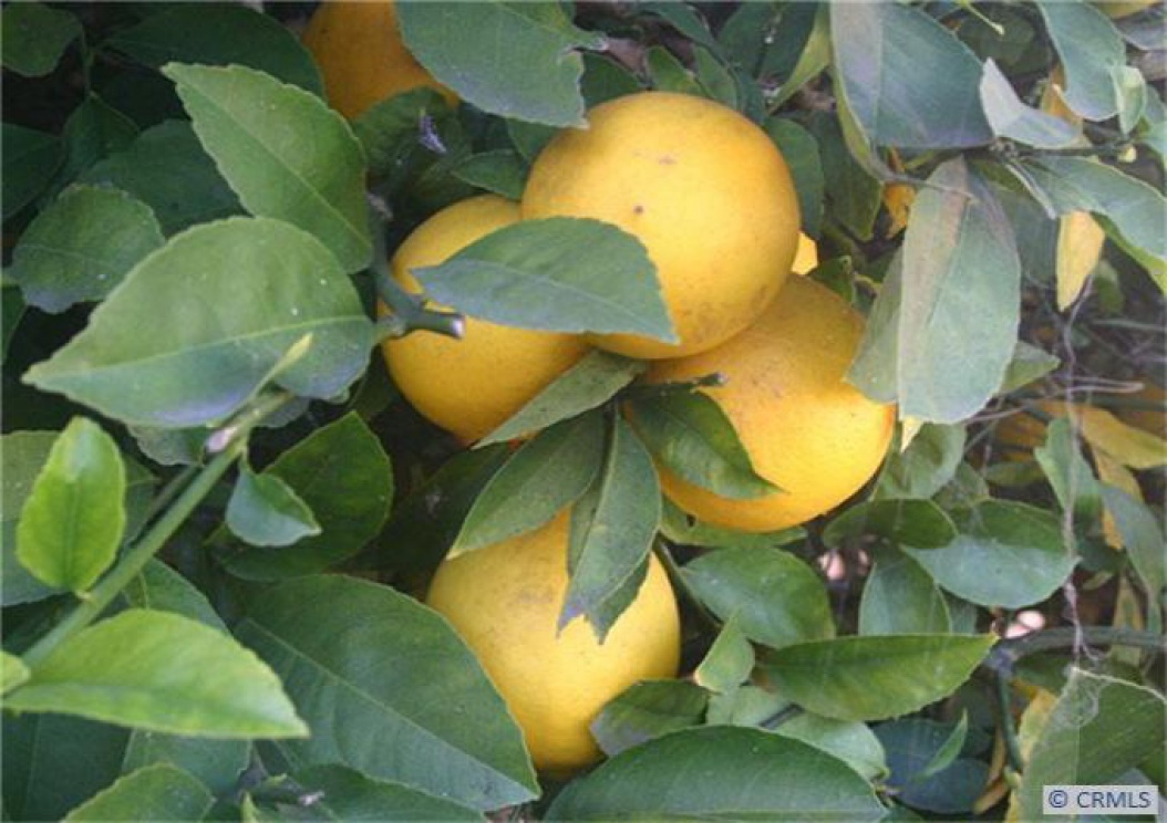 16222 Red Coach Ln, Whittier CA: